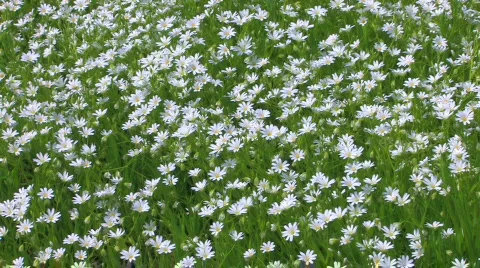 HD Spring Chamomile meadow Stock-Footage 742191