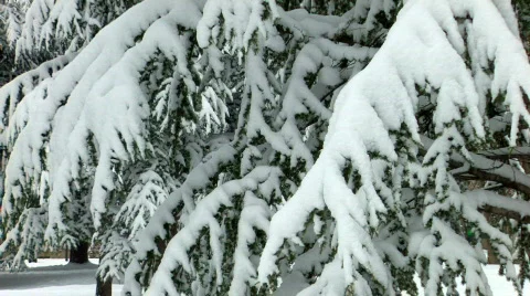 HD Spruce trees covered by snow  Stock-Footage 623785
