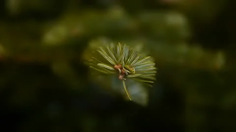 HD - Spruce twig Stock Footage 10595298