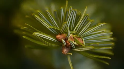 HD - Spruce twig_close-up Stock Footage 10595308