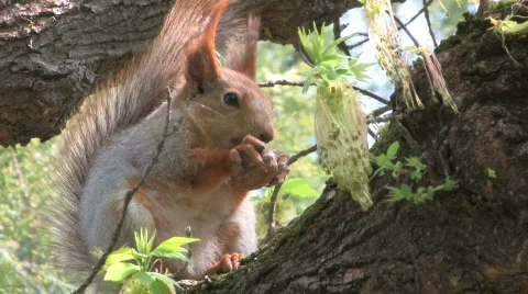 HD Squirrel in park Stock-Footage 742153