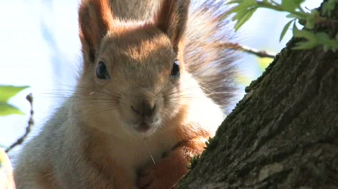 HD Squirrel sitting on tree in park Stock Footage 742150