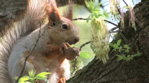 HD Squirrel sitting on tree in park Stock-Footage 742158
