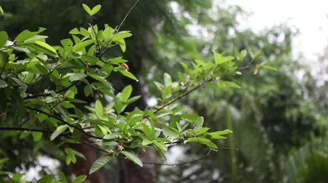 HD: Static shot of rain falling on leaves. 스톡 동영상 38789378