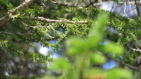 HD Steady close-up shot of pine needles. Dolomites, Italy. Stock Footage 154553171