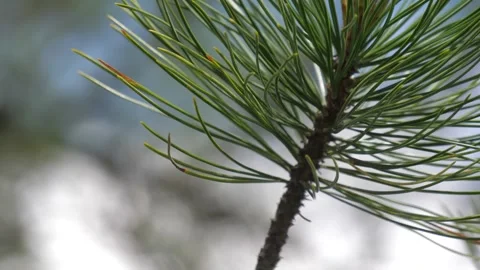 HD Steady extreme close-up shot of larch needles. Dolomites, Italy. Video stock 154553133