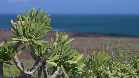 HD steady shot of volcanic soil, vegetation and sea. Lanzarote Stock Footage 168346200