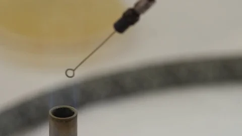 HD. By sterilizing a sowing handle in the flame of a Bunsen burner Stock Footage 78110135