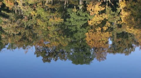 HD Stock Footage - 1080p Beautiful Tall - Fall trees reflecting in calm lake - Stock Footage