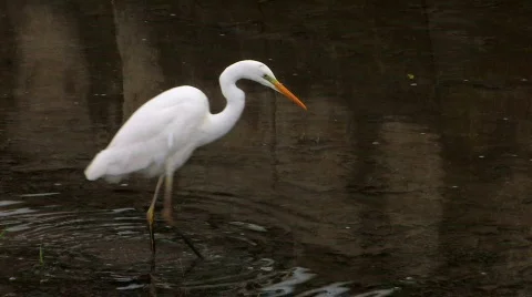 HD Stork walking and looking for feed Stock-Footage 636809