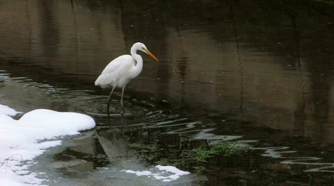 HD Stork walking on river Stock Footage 636804