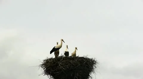 HD - Stork's nest Video stock 10600286