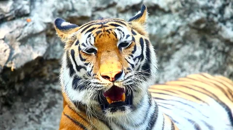 HD: Sumatran tiger, panning with head ball on tripod, 1920x1080 Stock Footage 49041934