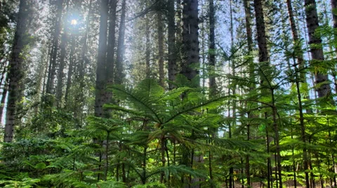 HD Sun Glimmering through forest trees tracking, dolly shot HDR Time Lapse Vidéo 41173132