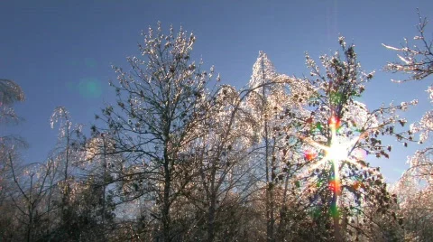 HD Sunbeams behind winter trees Stock Footage 623631