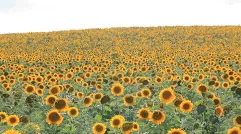 HD Sunflower field Stock Footage 10732998