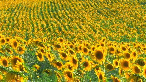 HD Sunflower field, sunflowers swaying from the wind, closeup Stock Footage