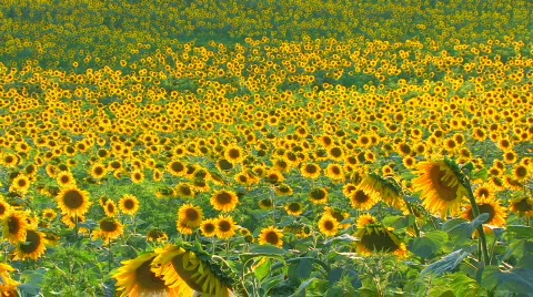 HD Sunflower landscape Stock Footage 596357