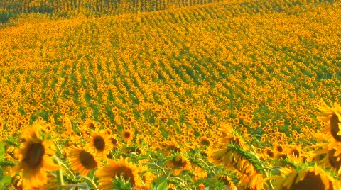 HD Sunflower landscape Stock-Footage 596370