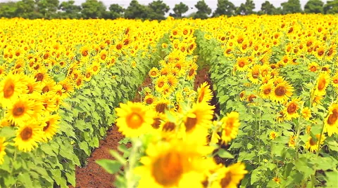 HD: Sunflowers in the wind, 1920x1080 库存影片 48530610