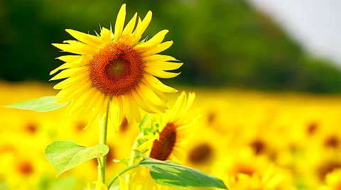 HD: Sunflowers in the wind, 1920x1080 Stock Footage 49042255