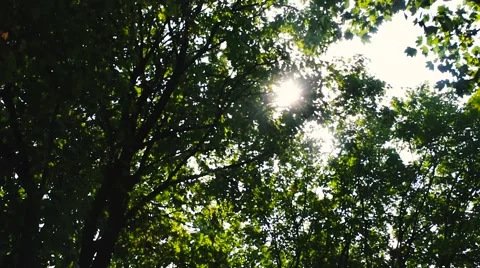 HD of Sunlight through trees Stock Footage 67640951
