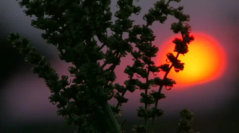 HD sunset red sun in a field on the background of the plant Stock Footage 548509