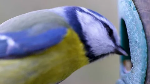 HD Super slow motion cinematic macro shot of a bird flying to a bird 스톡 동영상 165810184