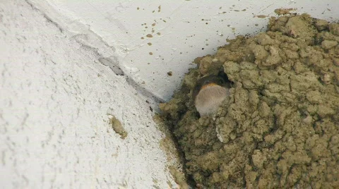 HD Swallow throwing out egg from the nest, closeup Stock-Footage 595757