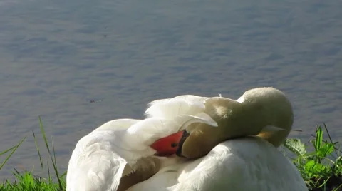 HD: Swan Cleaning Itself Stock Footage 7906787