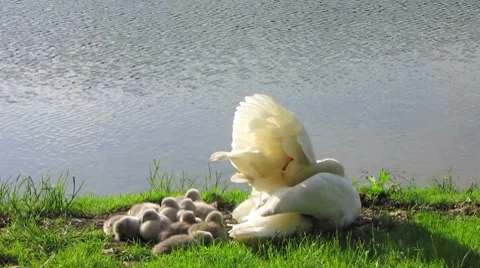 HD: Swan With Cygnets Stock Footage 7906823