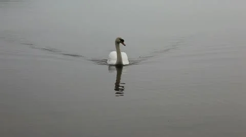 HD Swan Stock Footage 10597241