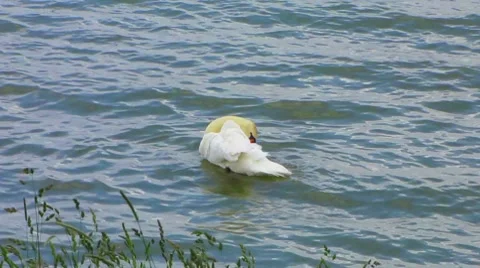 HD: Swan In The Lake Stock Footage 7906743