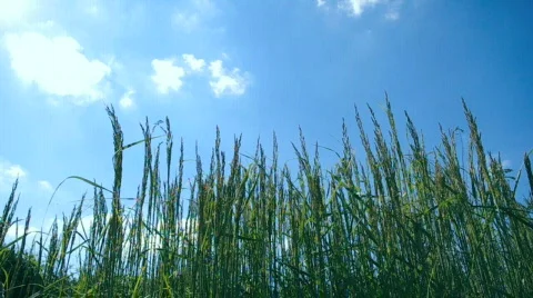 HD Tall grass and wind Stock Footage 838504