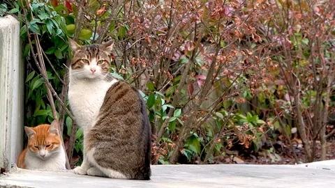 Hd template Stock Footage 124802675