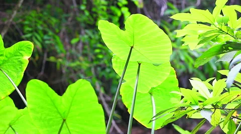 HD: Thai Caladium leaves on wind was blowing, 1920x1080 Stock Footage 49040591