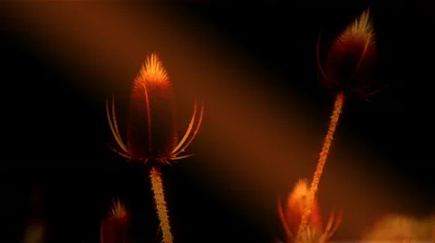 HD Thistle at Sunset (seamless looping) Stock Footage 853610