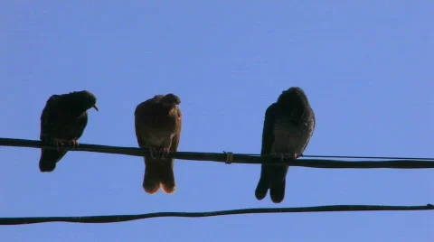 HD Three doves on power line on blue sky background  Stock-Footage 598116