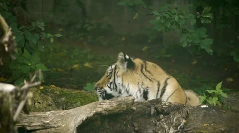 HD - Tiger Stock Footage 11915153