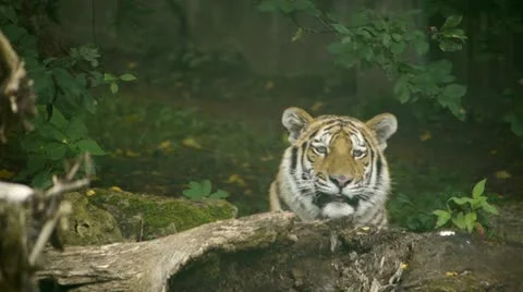 HD - Tiger in the jungle Stock Footage 11915133