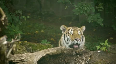 HD - Tiger resting Stock-Footage 11915056