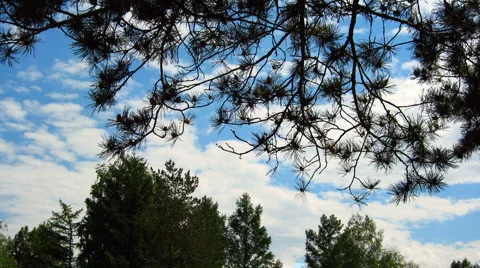 HD Time lapse of blue sky with cumulus clouds and trees Video stock 909677