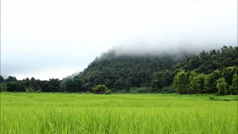 HD time lapse of clouds moving over green rice fields Stock Footage 95315091