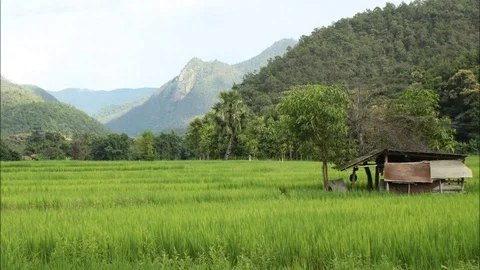 HD time lapse of clouds moving over green rice fields Stock Footage 95434163