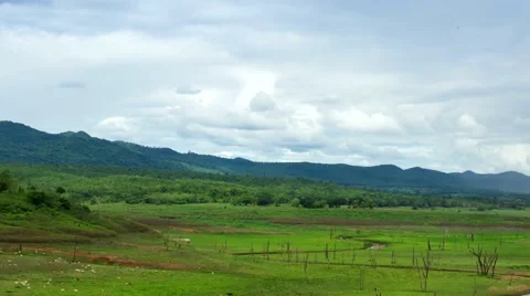 HD time lapse cow on the grass field zoom out Stock Footage 40111221