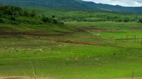 HD time lapse cow on the grass field pan right Stock Footage 40111268