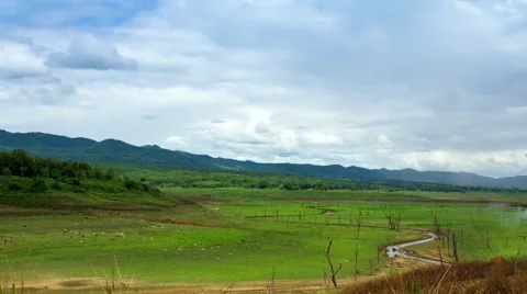 HD time lapse cow on the grass field tilt down Stock Footage 40112452