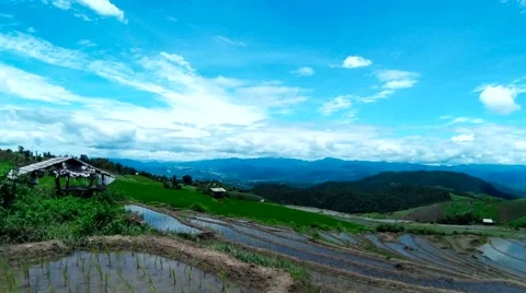 HD Time lapse Gopro Rice Field wide Stock Footage 40540308