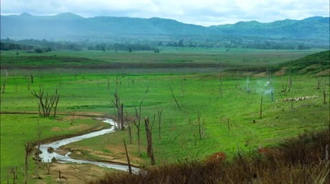 HD time lapse herd of cattle on the grass field tilt down Stock Footage 40111262