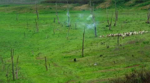 HD time lapse herd of cattle on the grass field zoom out Stock Footage 40111528